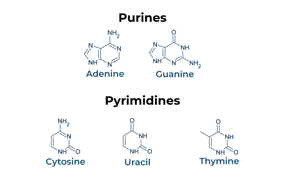 Purine and Pyrimidine