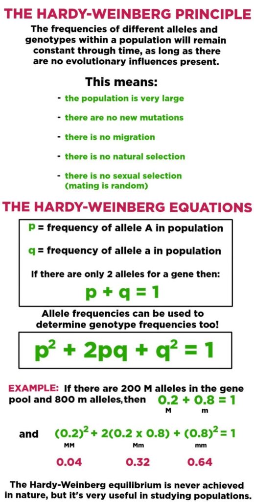 हार्डी - वेनबर्ग संतुलन 1 evolution allele frequency hardy weinberg