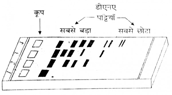 DNA खंड का पृथक्करण तथा विलगन 1 8.png