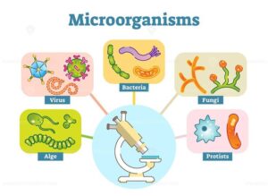 सूक्ष्मजीव (Microbes) – Class 12 Biology Notes in Hindi