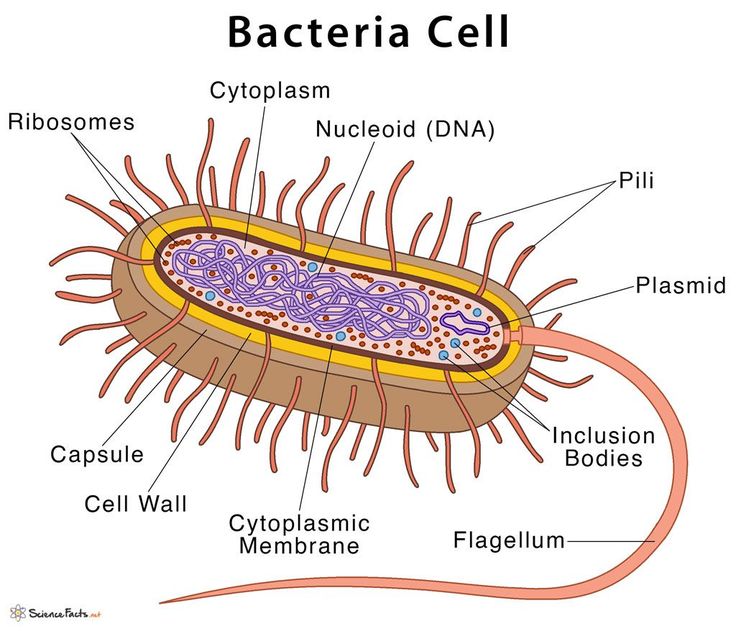 Bacteria Definition Characteristics With Examples Diagram Plant and animal cells Zicxa P