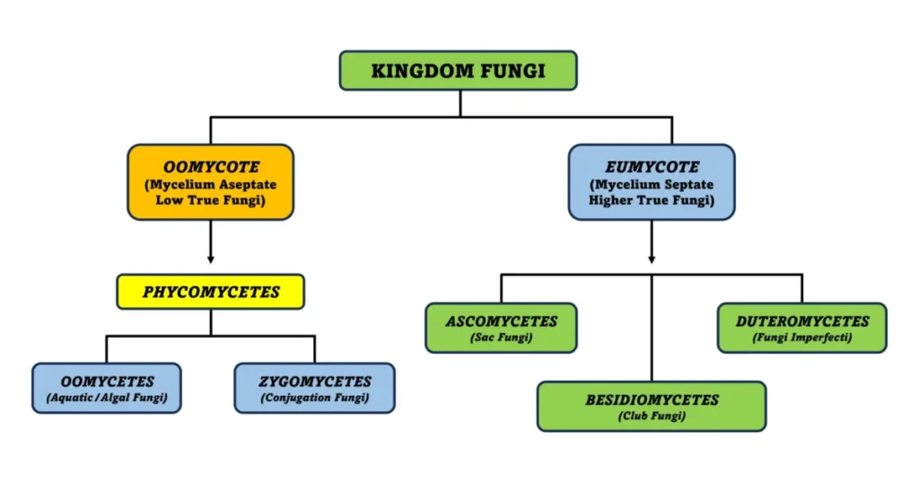 Kingdom Fungi Classification 1200x632 1