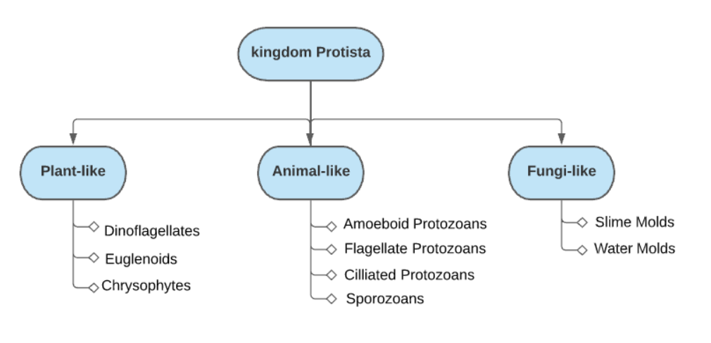 Kingdom Protista