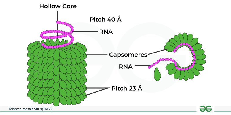 Tobacco mosaic virusTMV