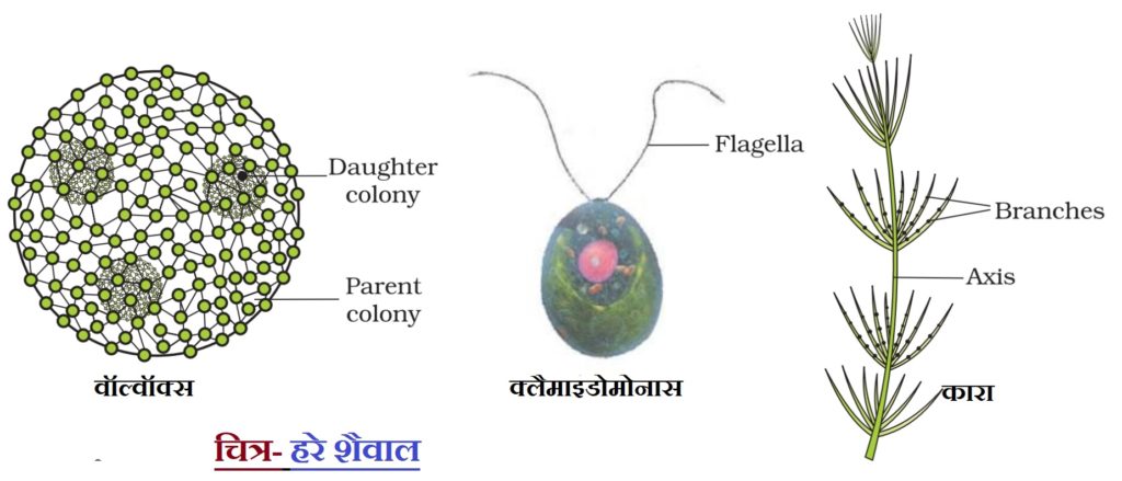 हरे शैवाल 1024x439 1