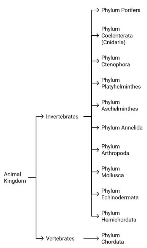 प्राणि जगत (Kingdom animalia) 1 1000297545