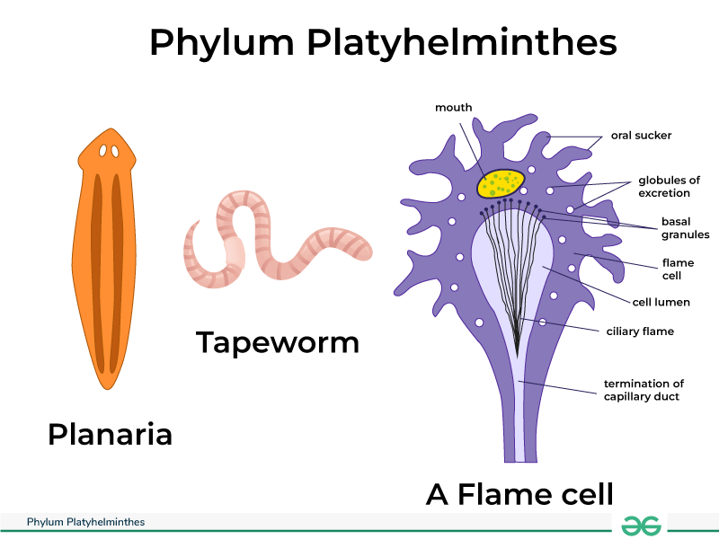 प्राणि जगत (Kingdom animalia) 5 Phylum Platyhelminthes